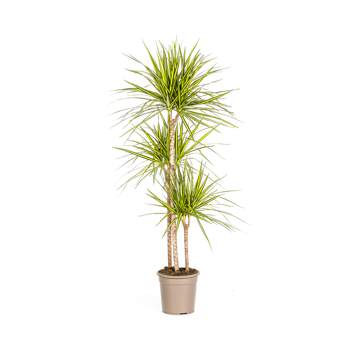 Dracaena marginata Sunray (drakenboom) – Ø24 cm, 130–150 cm hoog