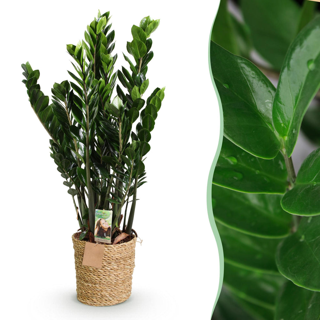 Zamioculcas (ZZ-Pflanze) mit Korb – Ø 21 cm, 80–90 cm hoch