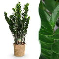 Zamioculcas (ZZ-Pflanze) mit Korb – Ø 21 cm, 80–90 cm hoch