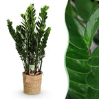 Zamioculcas (ZZ-Pflanze) mit Korb – Ø 21 cm, 80–90 cm hoch