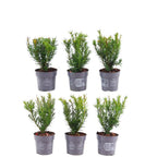 Taxus media 'Farmen' – 6 plants, 250 cm high