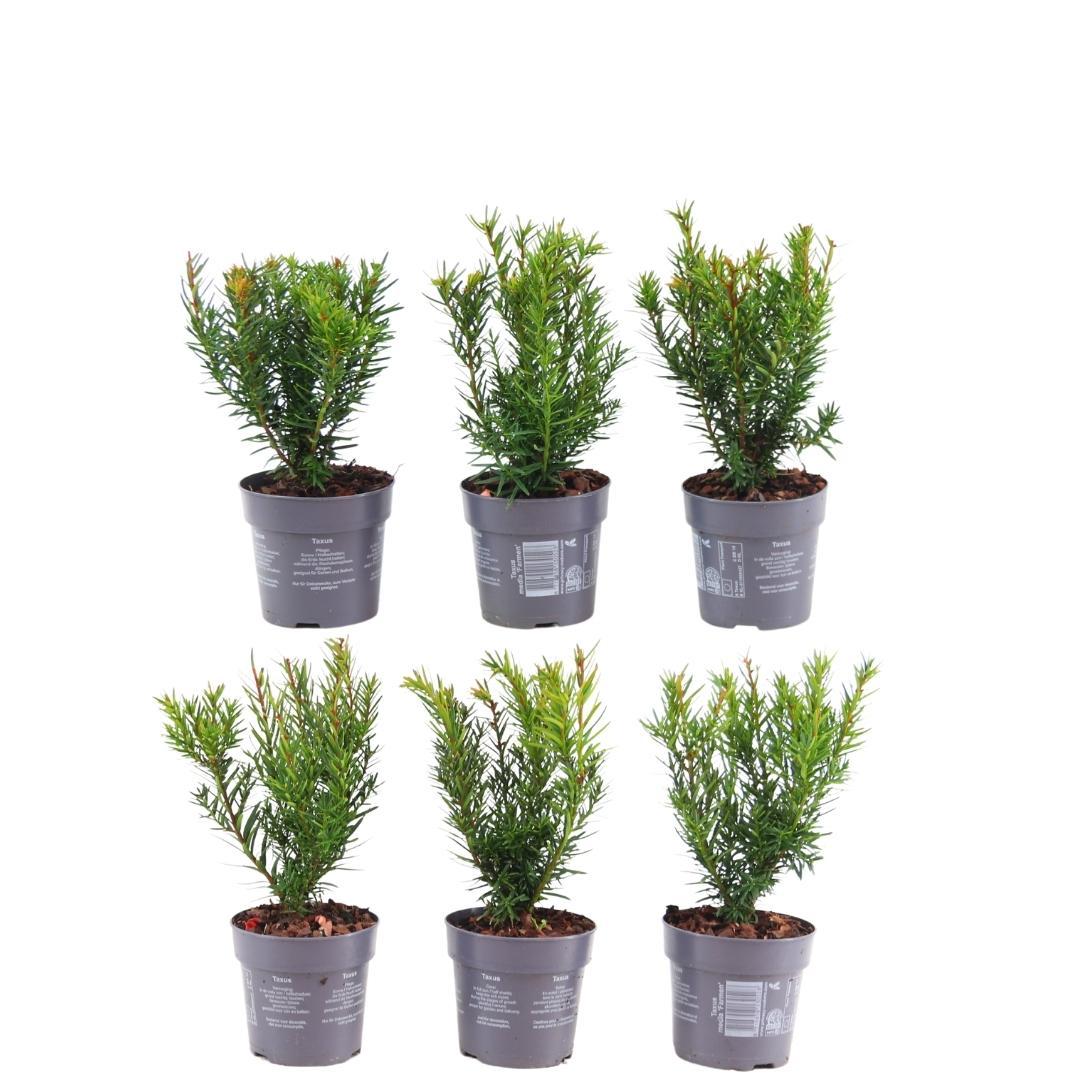 Taxus media 'Farmen' – 6 plants, 250 cm high