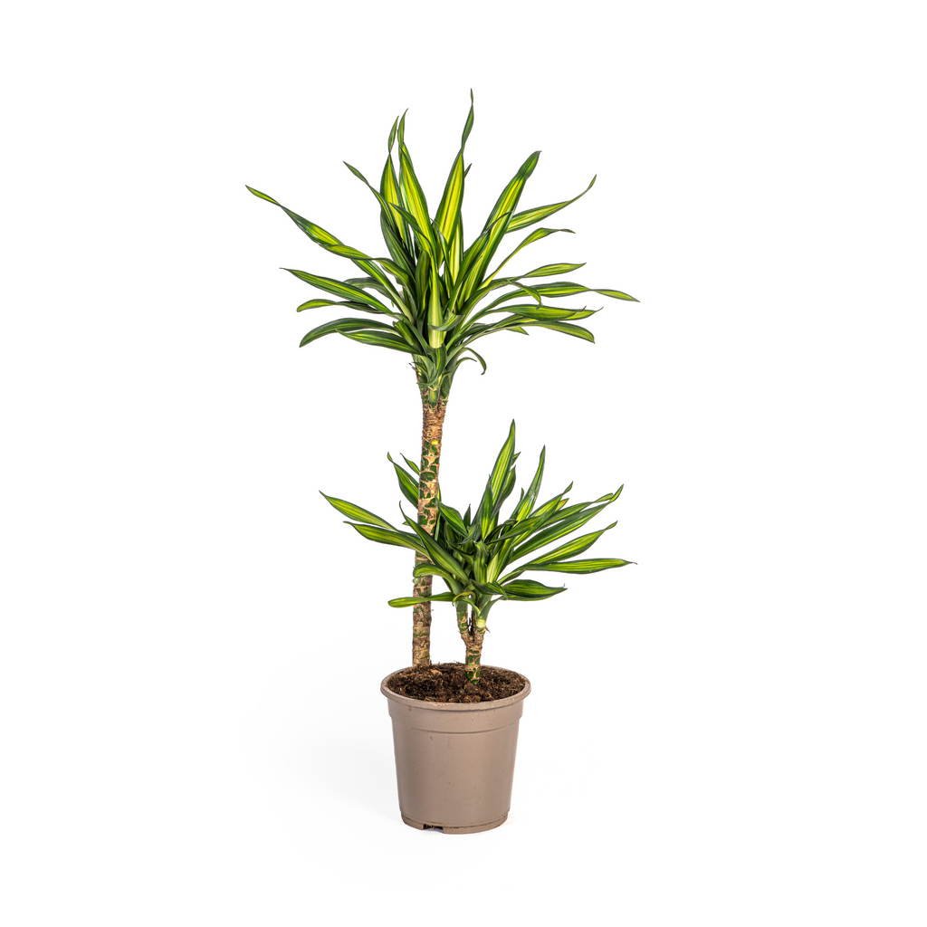 Dracaena Deremensis Rikki (arbre dragonnier) – Ø19 cm, 70–90 cm de haut