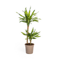 Dracaena Deremensis Rikki (arbre dragonnier) – Ø19 cm, 70–90 cm de haut