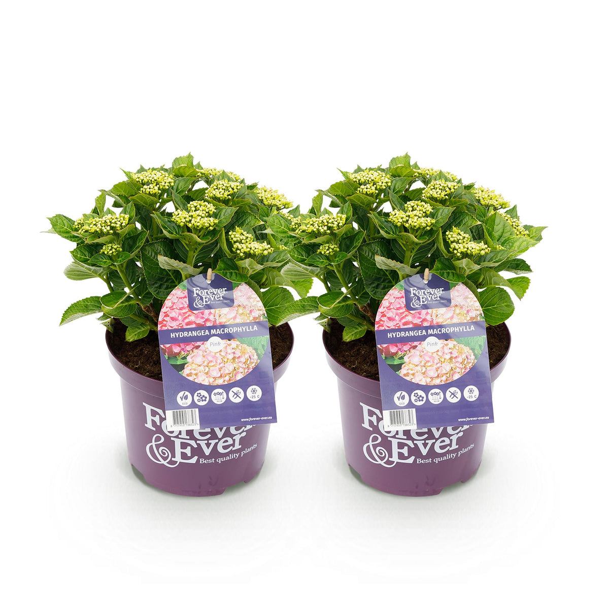 Hydrangea 'Forever & Ever' (hortensia) – roze – 2 planten, Ø23 cm, 55 cm hoog