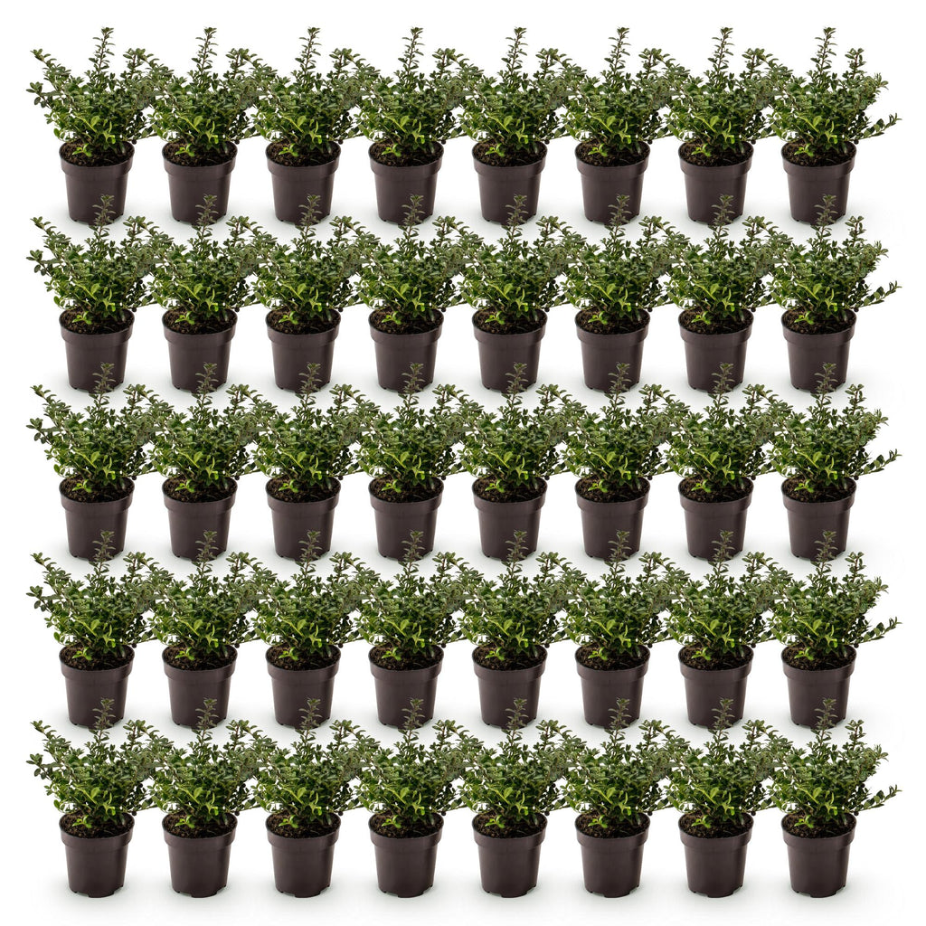 Ilex crenata 'Stokes' (Houx du Japon) – 40 plants, Ø9 cm, 20–30 cm de haut – photo 2
