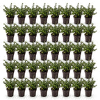 Ilex crenata 'Stokes' (Houx du Japon) – 40 plants, Ø9 cm, 20–30 cm de haut