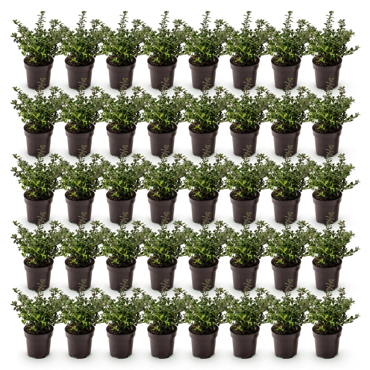 Ilex crenata 'Stokes' (Houx du Japon) – 40 plants, Ø9 cm, 20–30 cm de haut – photo 2