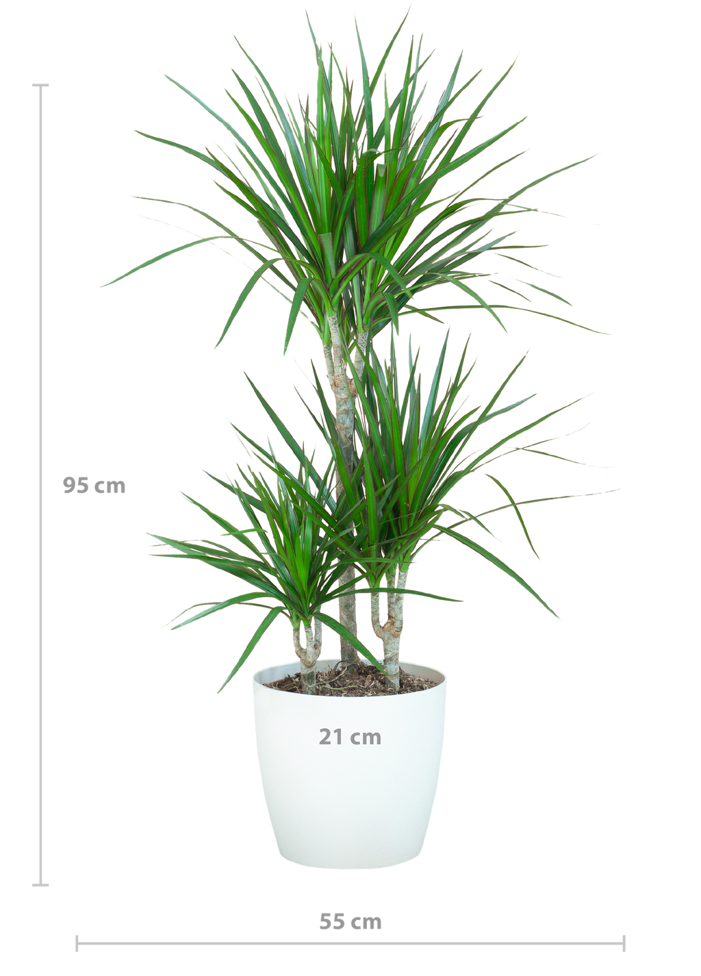 Dracaena marginata (Drachenbaum) im weißen Tontopf – Ø 21 cm, 95 cm hoch