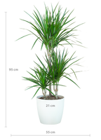 Dracaena marginata (Drachenbaum) im weißen Tontopf – Ø 21 cm, 95 cm hoch
