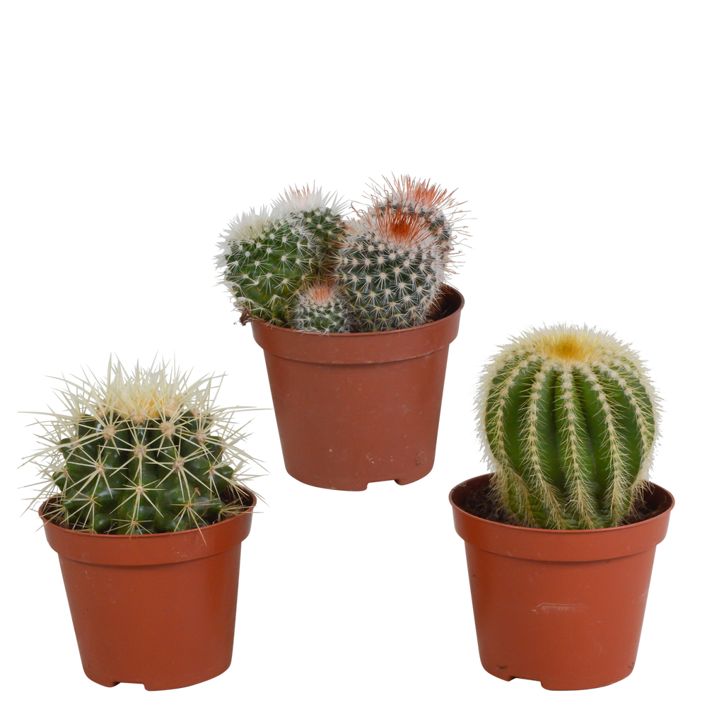 3× Koglekaktus-mix (Cactaceae) uden urtepotte – Ø9 cm, 16 cm høj