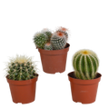 3× Koglekaktus-mix (Cactaceae) uden urtepotte – Ø9 cm, 16 cm høj