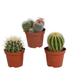 3× Koglekaktus-mix (Cactaceae) uden urtepotte – Ø9 cm, 16 cm høj