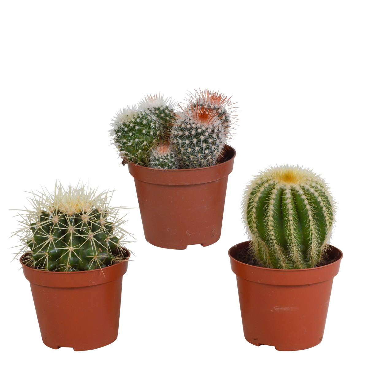 3× Koglekaktus-mix (Cactaceae) uden urtepotte – Ø9 cm, 16 cm høj