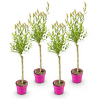 Salix 'Flamingo' (saule) – 4 plants, Ø17 cm, 70–80 cm de haut
