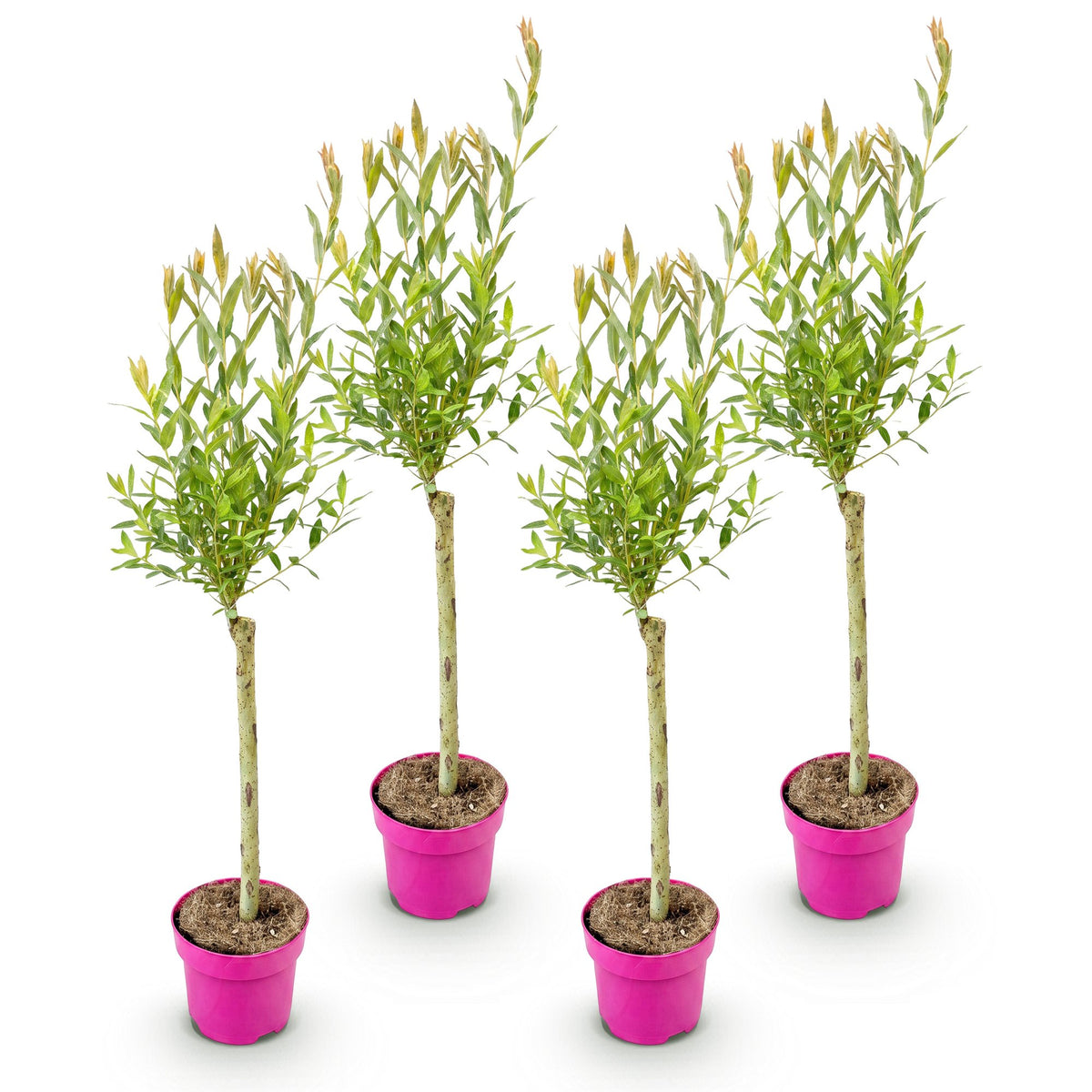 Salix 'Flamingo' (saule) – 4 plants, Ø17 cm, 70–80 cm de haut – photo 2