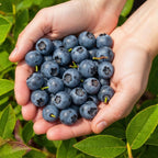 Vaccinium corymbossum 'Northland' (blueberry) – 6 plants, Ø9 cm, 35 cm high