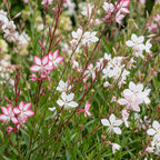 Gaura 'Duo' (fleur de lys) – rose-blanc – 24 plantes, Ø11 cm, 15–25 cm de haut