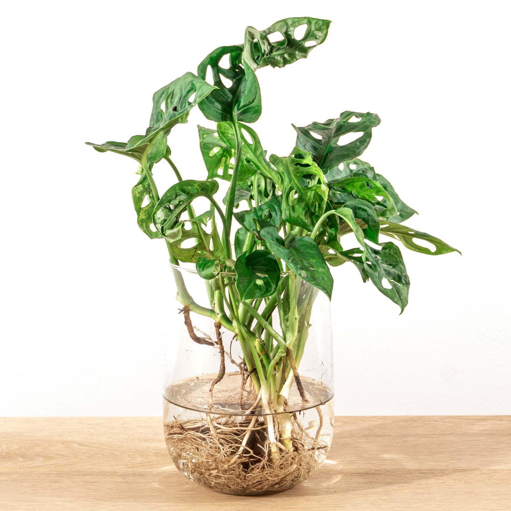 Monstera in Vase DIY-Set (Fensterblatt) – Ø17 cm, 17 cm hoch