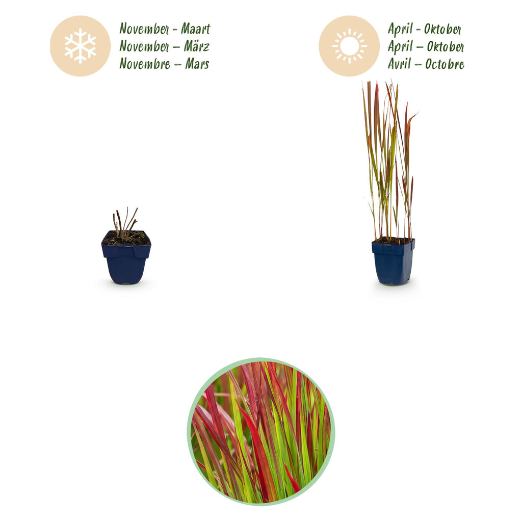 Imperata cylindrica 'Red Baron' (Japanisches Blutgras) – rot – 24 Pflanzen, Ø 11 cm, 15–25 cm hoch – Bild 4