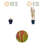 Imperata cylindrica 'Red Baron' (Japanisches Blutgras) – rot – 24 Pflanzen, Ø 11 cm, 15–25 cm hoch