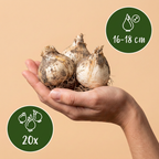Gladiolen 'Gladiator' – 20 Blumenzwiebeln (Zwiebelgröße 16/18)