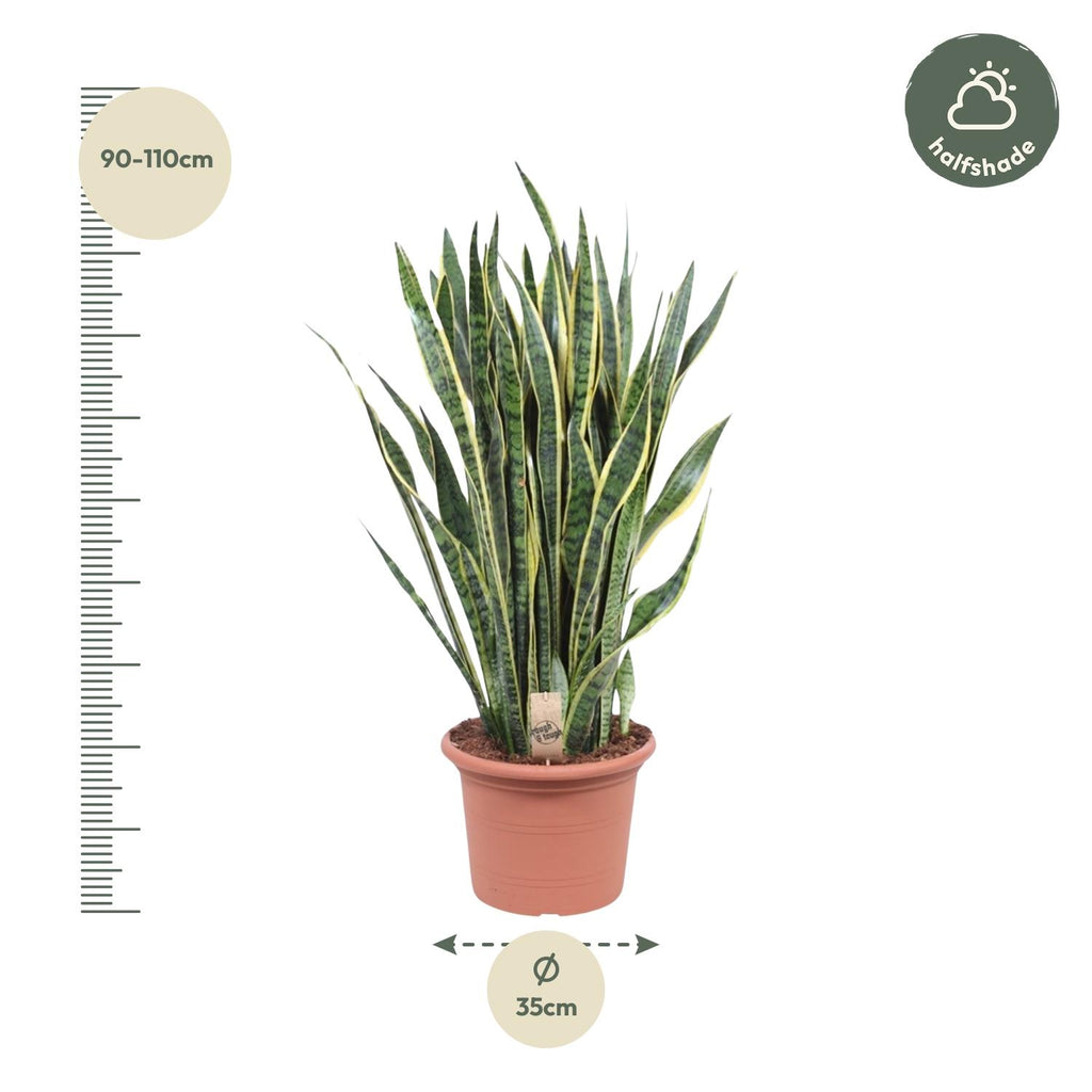 Sansevieria Laurentii (vrouwentong) – Ø35 cm, 100 cm hoog