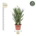 Sansevieria Laurentii (vrouwentong) – Ø35 cm, 100 cm hoog
