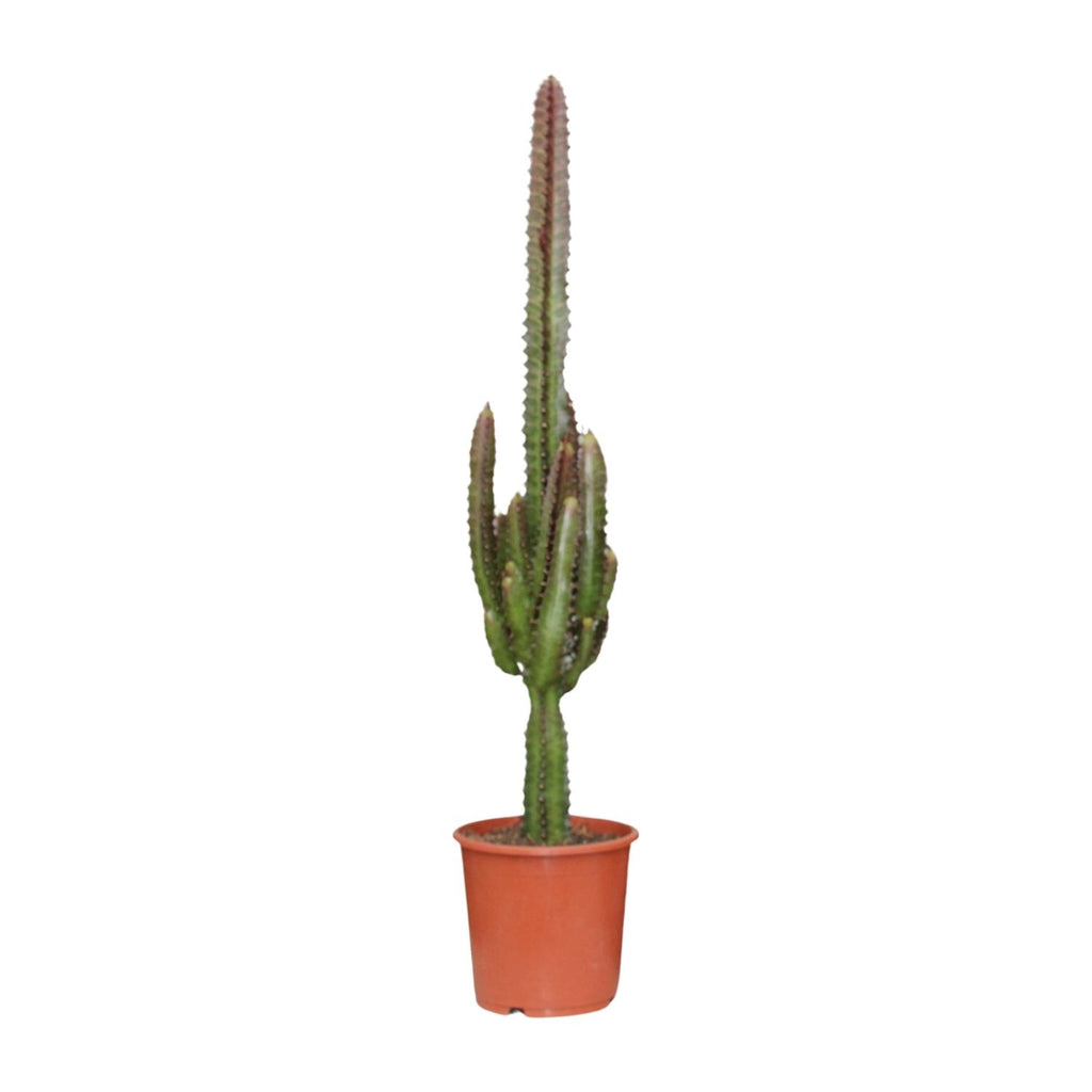 Euphorbia Trigona Rubra – Ø17 cm, 70 cm de haut