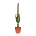 Euphorbia Trigona Rubra – Ø17 cm, 70 cm de haut