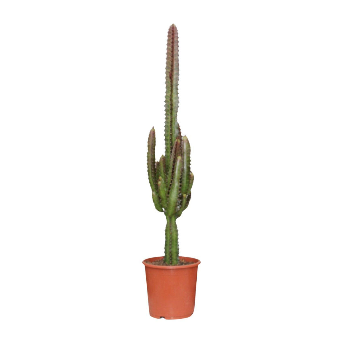 Euphorbia Trigona Rubra – Ø17 cm, 70 cm hoog