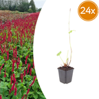 Persicaria anomala 'Blackfield' (impatiens) – 24 plantes, Ø9 cm, 10–25 cm de haut