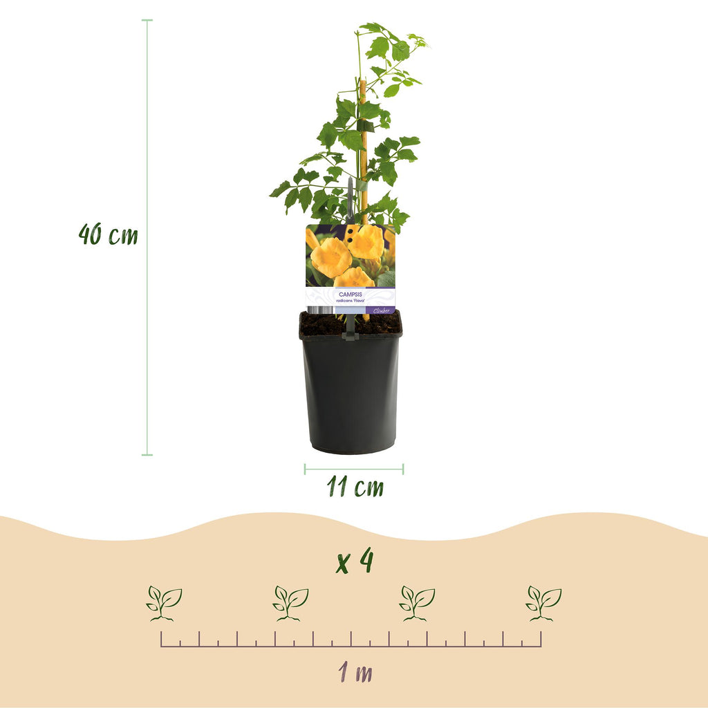 Campsis radicans 'Flave' (trompetklatrer) – gul – 2 planter, Ø11 cm, 40 cm høje – billede 3
