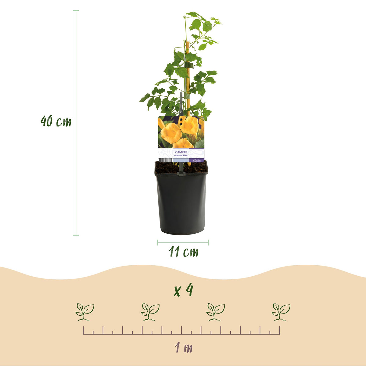Campsis radicans 'Flave' (trompetklatrer) – gul – 2 planter, Ø11 cm, 40 cm høje – billede 3