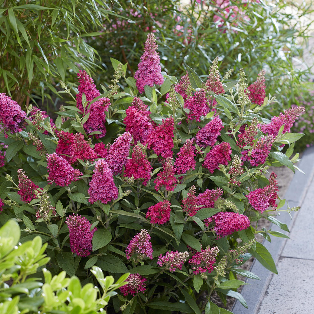 Buddleja davidii 'Butterfly Candy Little Ruby' (vlinderstruik) – rood – 3 planten, Ø12 cm, 20–25 cm hoog