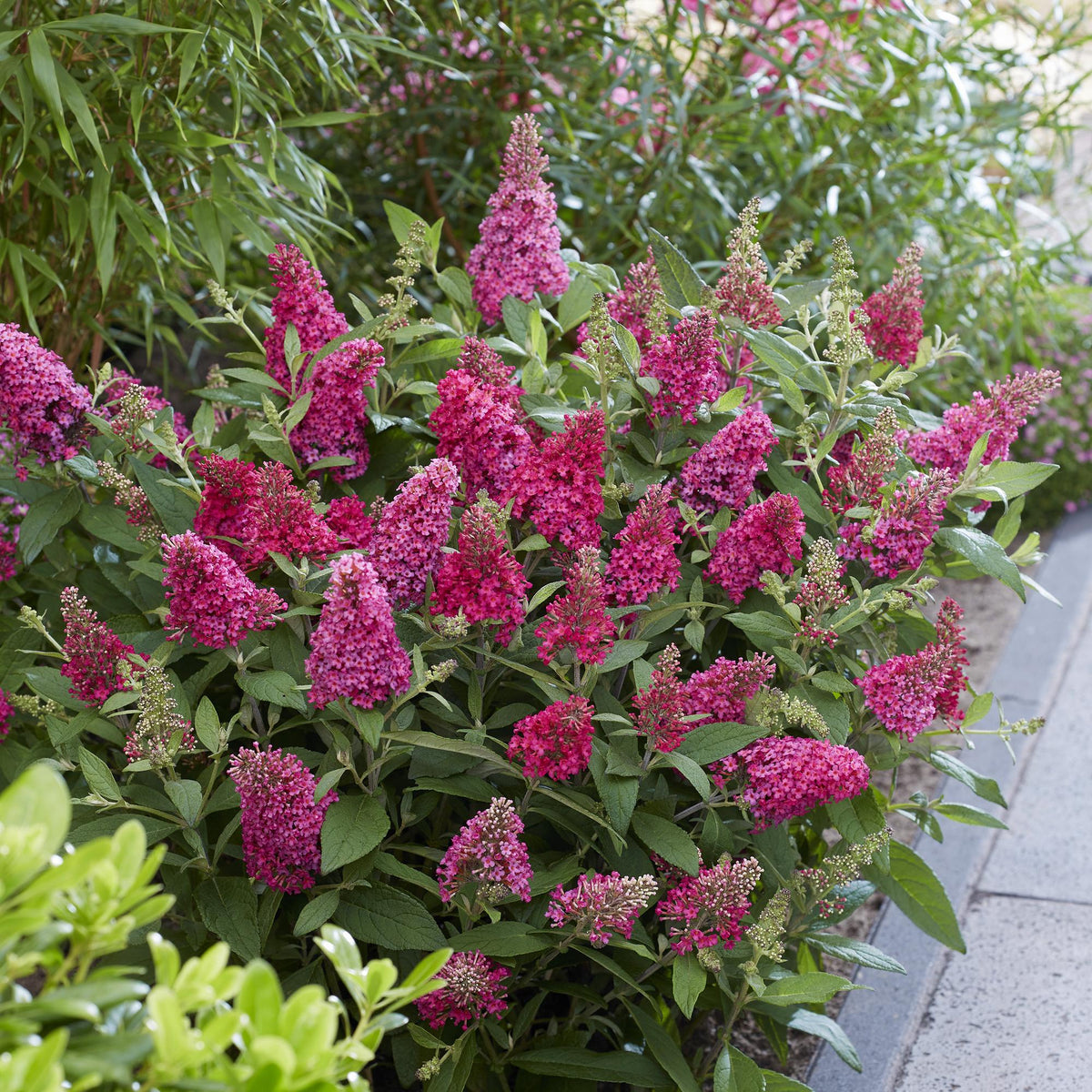 Buddleja davidii 'Butterfly Candy Little Ruby' (vlinderstruik) – rood – 3 planten, Ø12 cm, 20–25 cm hoog