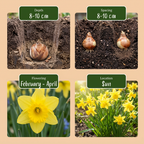 Narcis 'Tête-à-Tête' – 200 blomsterløg (løgstørrelse 10/11)