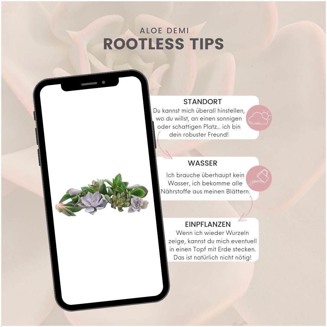 ROOTLESS Echeveria mini mix-kasse – Ø19 cm, 5 cm høj