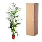 Kentia Palm (Howea) – Ø24 cm, 190 cm hoog