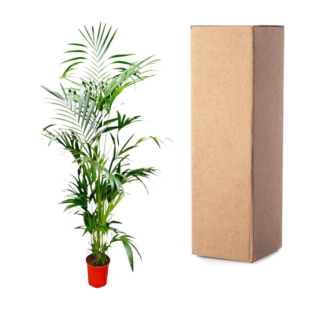 Kentia-Palme (Howea) – Ø 24 cm, 190 cm hoch