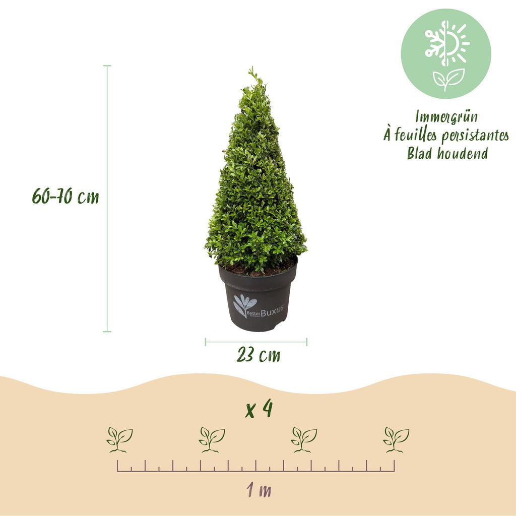 Buxus 'Pyramid' – 2 plants, Ø23 cm, 60–70 cm high – photo 3