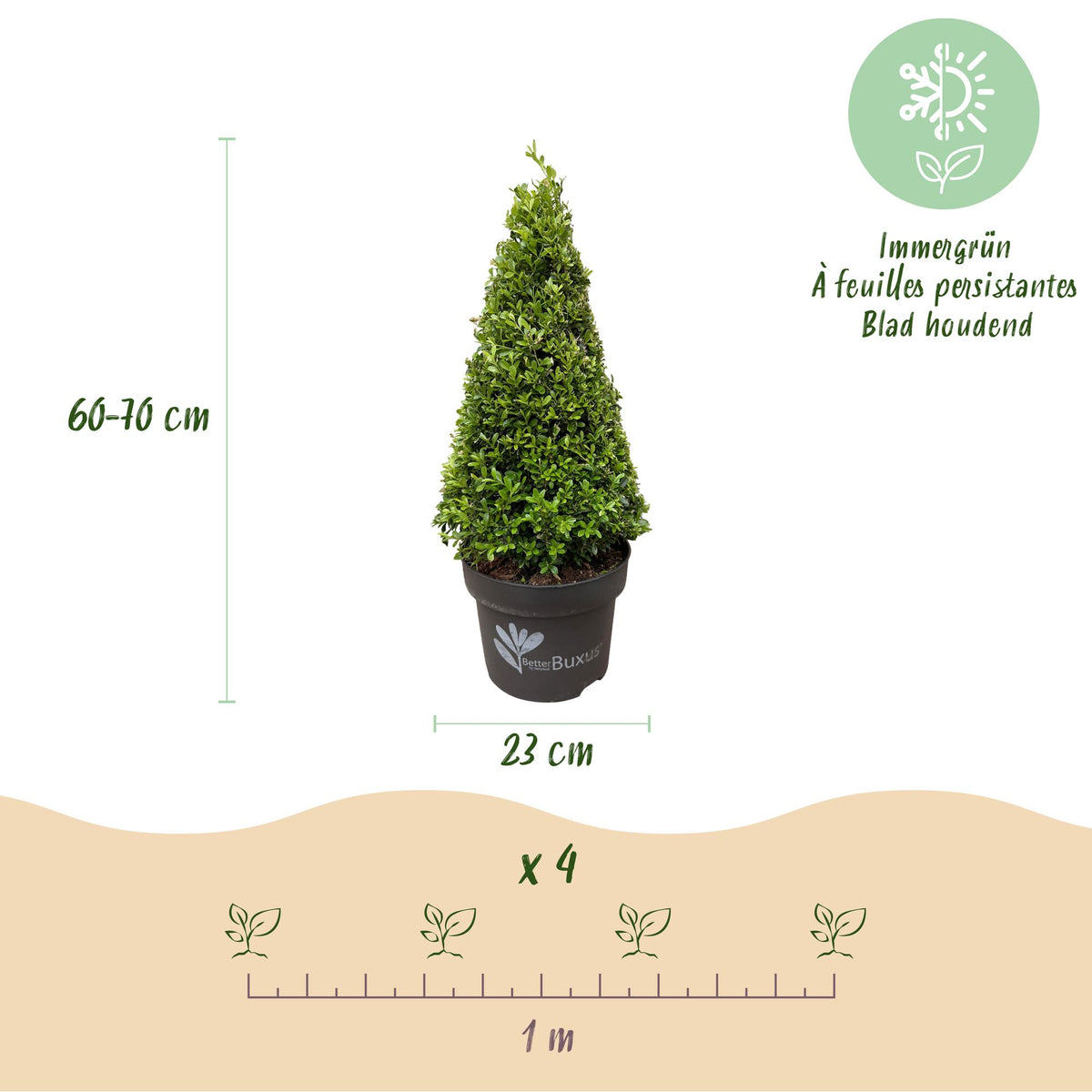 Buxus 'Pyramide' – 2 Pflanzen, Ø 23 cm, 60–70 cm hoch
