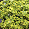 Euonymus fort. 'Emerald N Gold' (burning bush) – 6 plants, Ø9 cm, 10–25 cm high