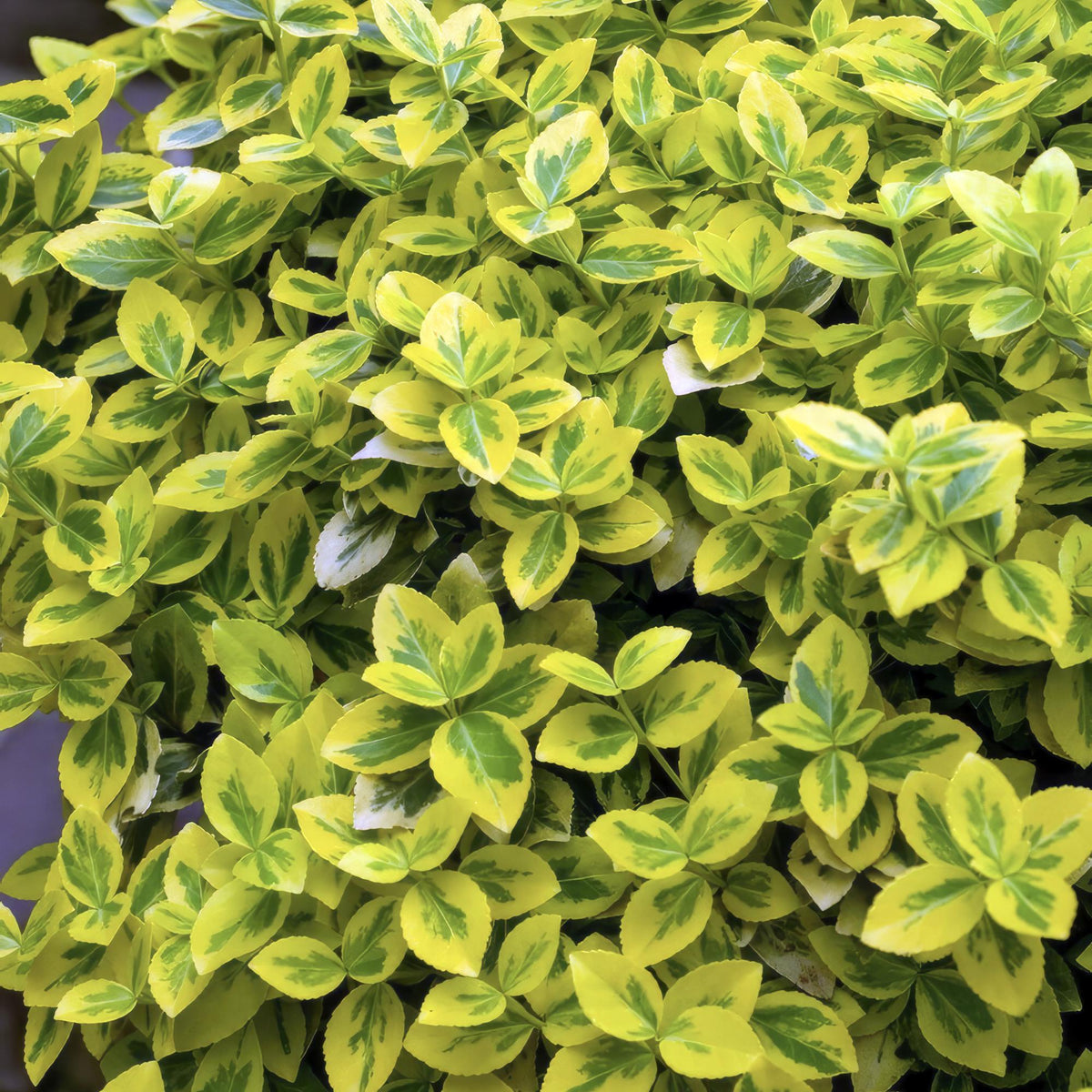 Euonymus fort. 'Emerald N Gold' (burning bush) – 6 plants, Ø9 cm, 10–25 cm high – photo 5