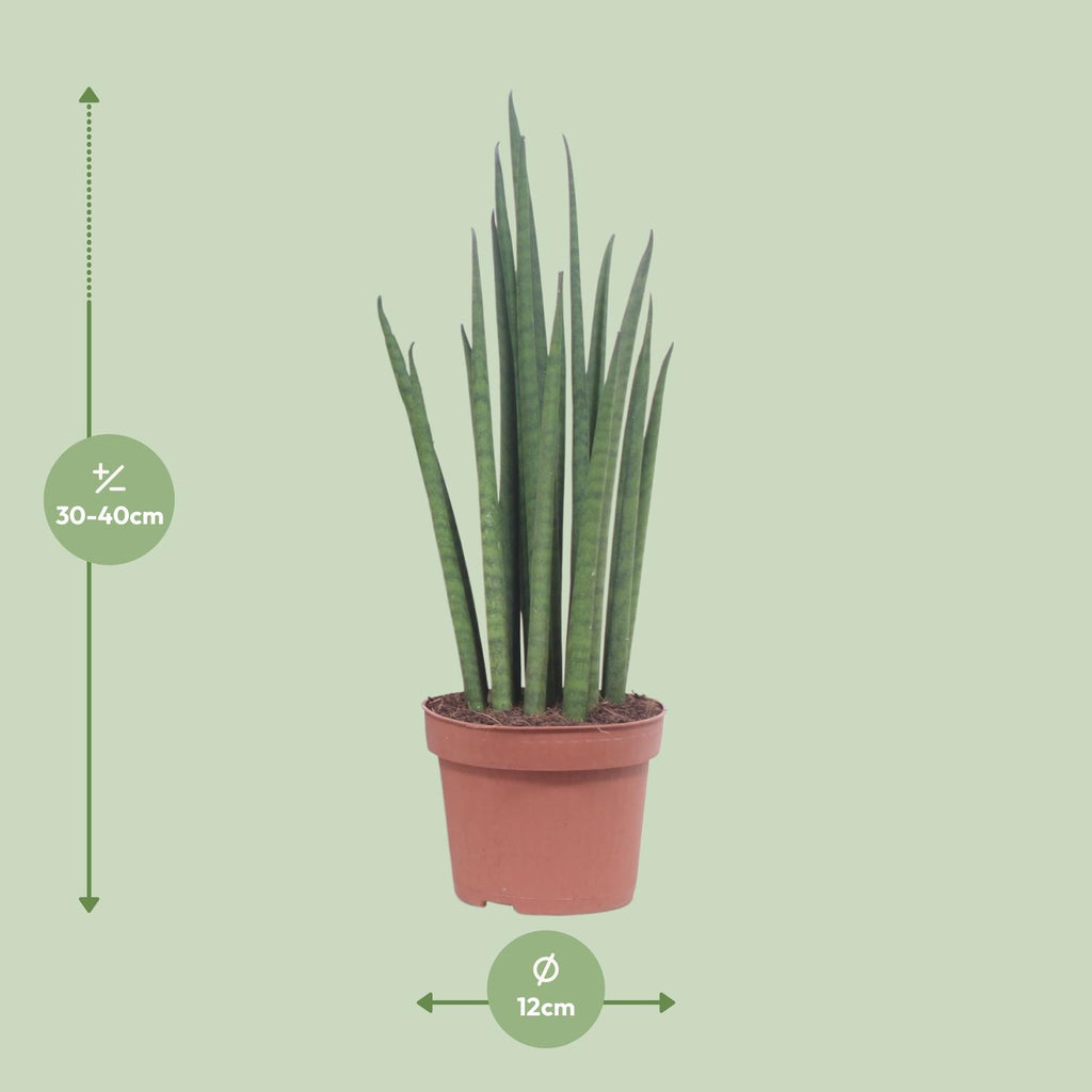 Sansevieria Mikado (svigermors tunge) – Ø12 cm, 40 cm høj