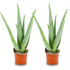 2× Aloe Vera (aloe) – Ø11 cm, 35–40 cm high