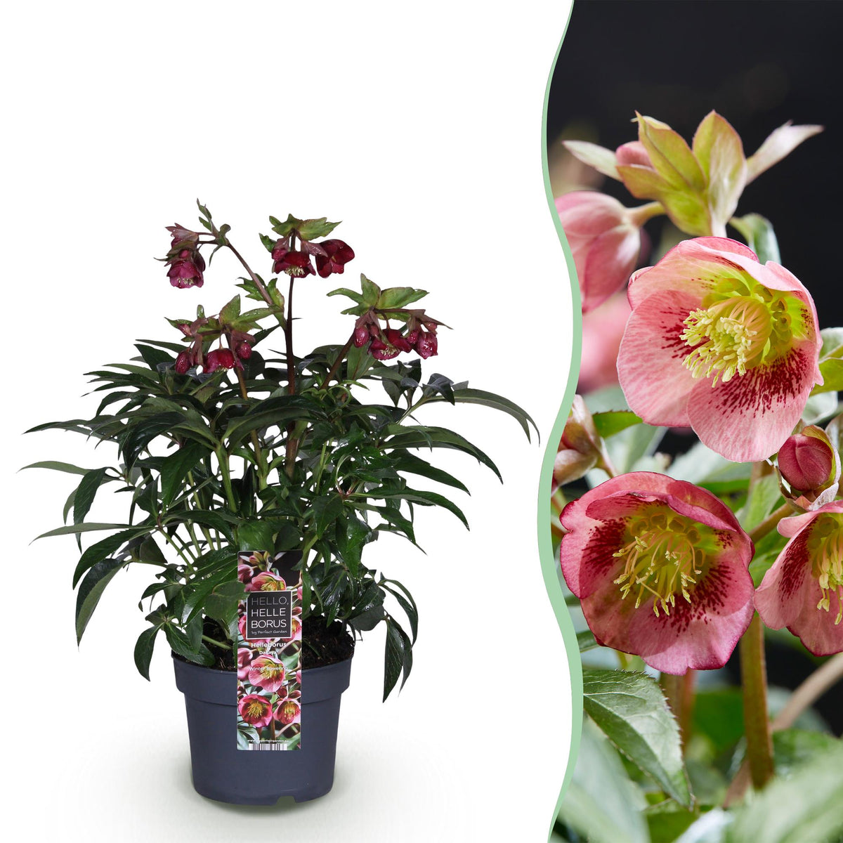 Helleborus 'Dacaya' (roze bloem) – Ø19 cm, 50 cm hoog