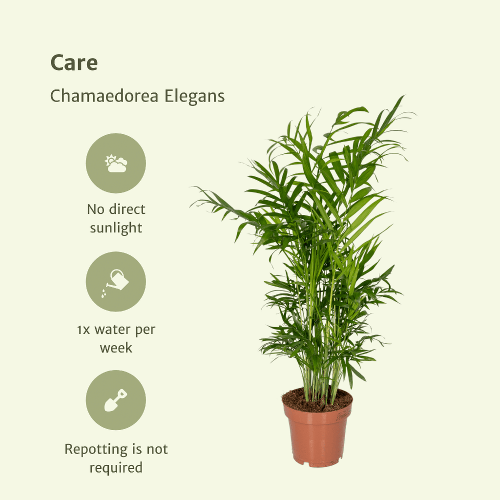 2× Mexicaanse Bergpalm (Chamaedorea) – Ø12 cm, 40 cm hoog