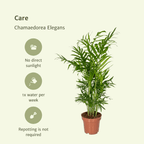 2× Mexicaanse Bergpalm (Chamaedorea) – Ø12 cm, 40 cm hoog