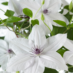 Clematis 'Garland Tsukiko' (Waldrebe) – Ø23 cm